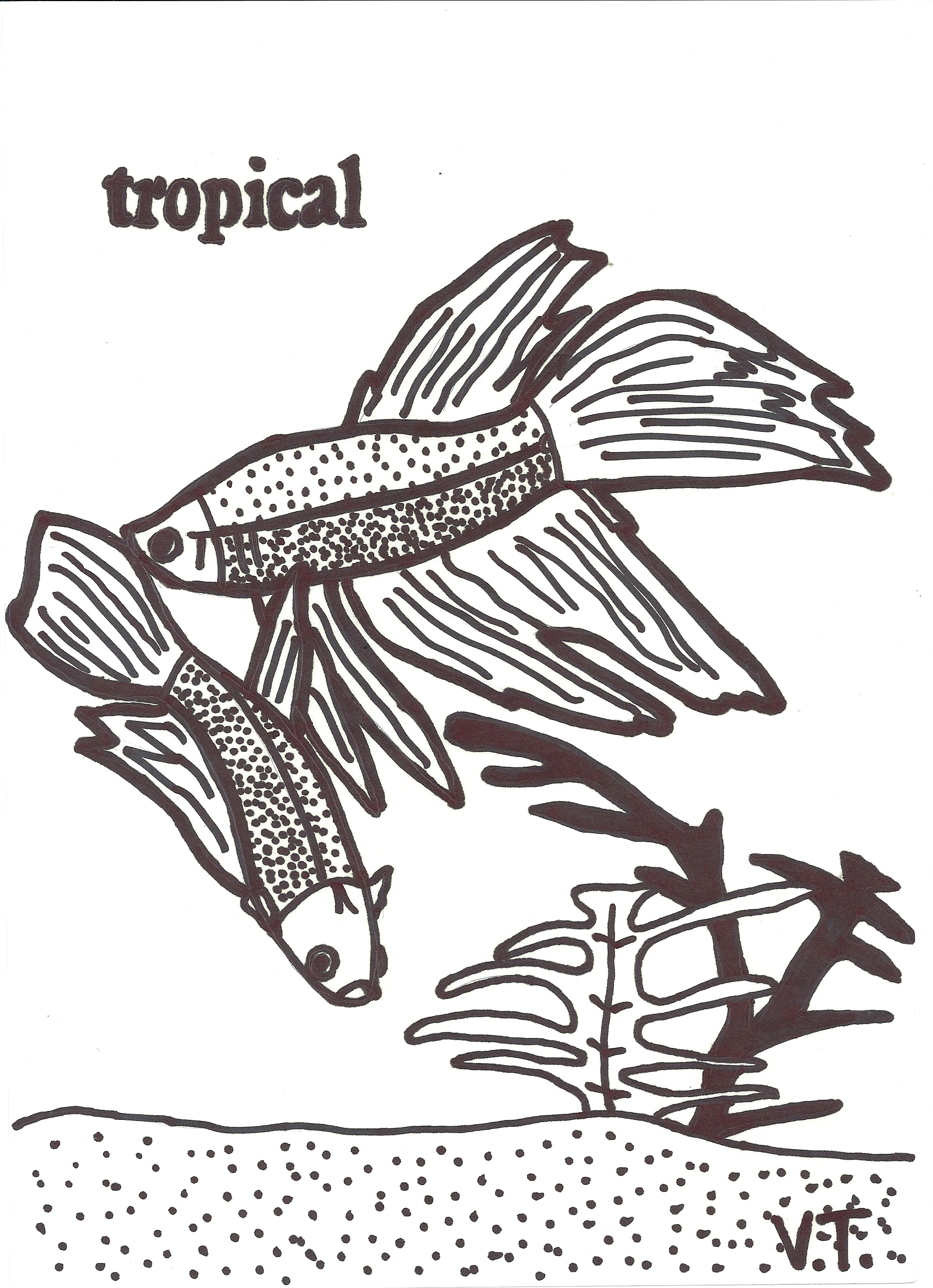 vieux-dessins-betta-combattant