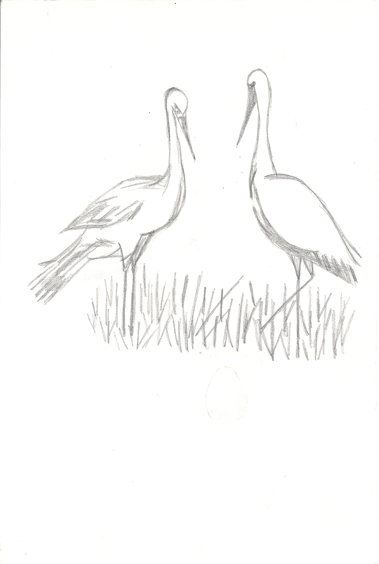 vieux-dessins-cigognes