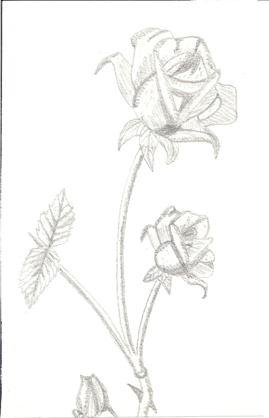 vieux-dessins-rose